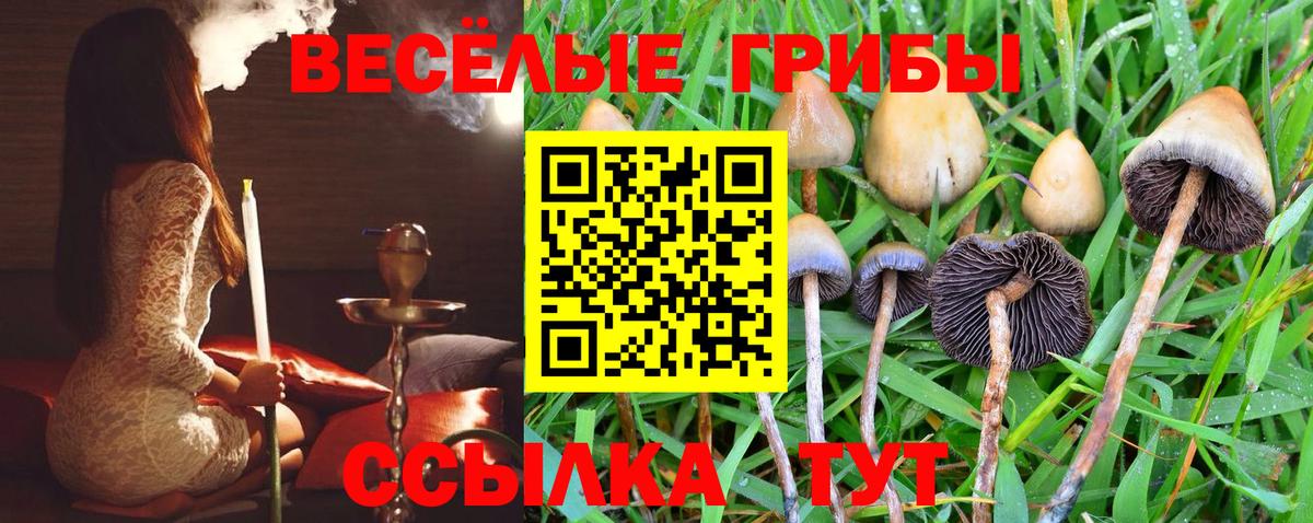 Галлюциногенные грибы прущие грибы  Вход с VPN  Фролово  Галлюциногенные грибы Psilocybine cubensis 